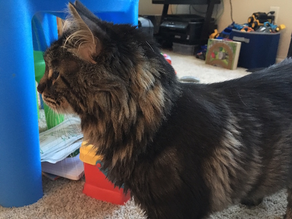 My Maine Coon cat, Mowgli, named after the wild boy from the Jungle Book. Photo Credit: J.H. Winter